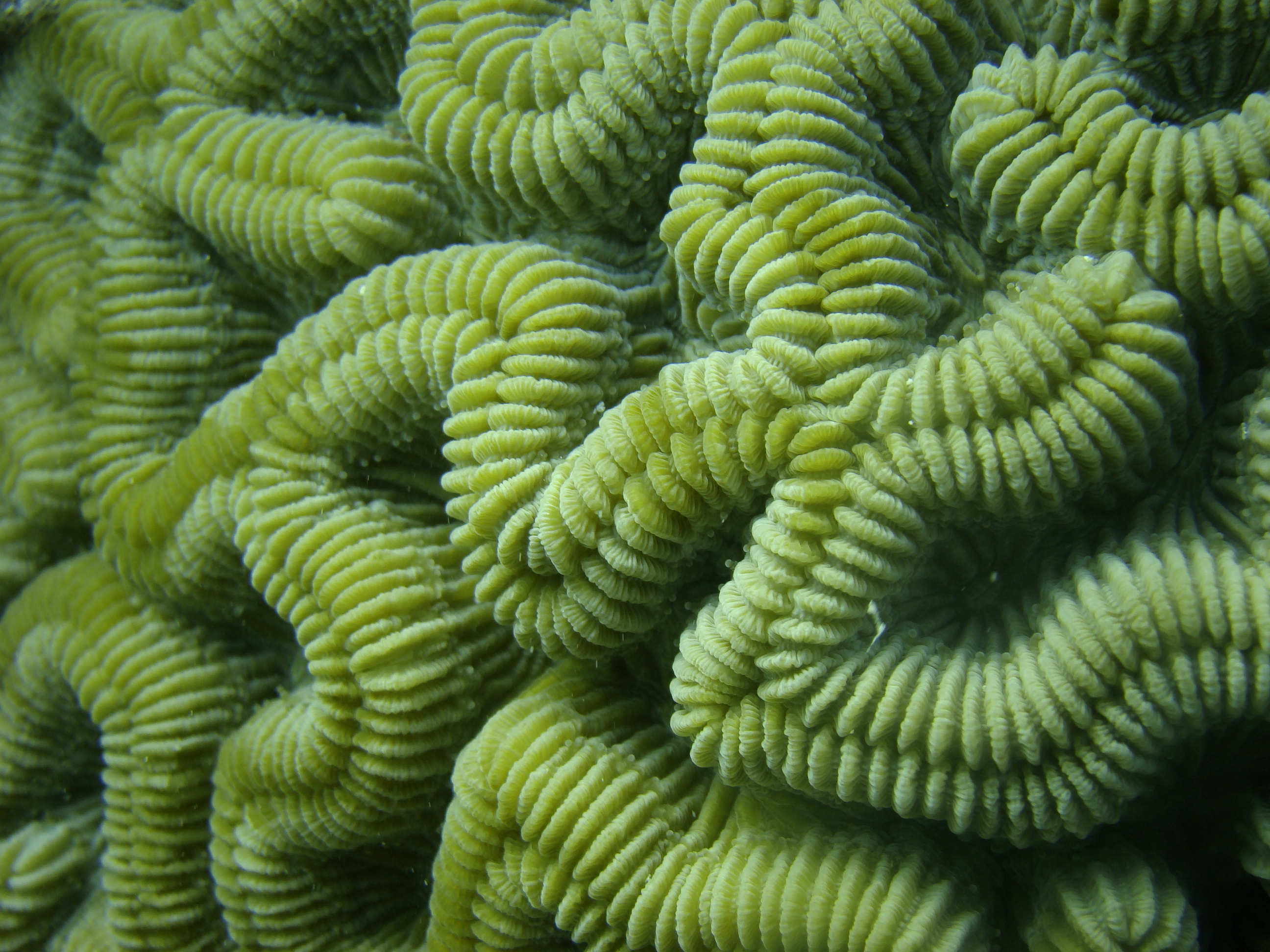 Arrecife Alacranes